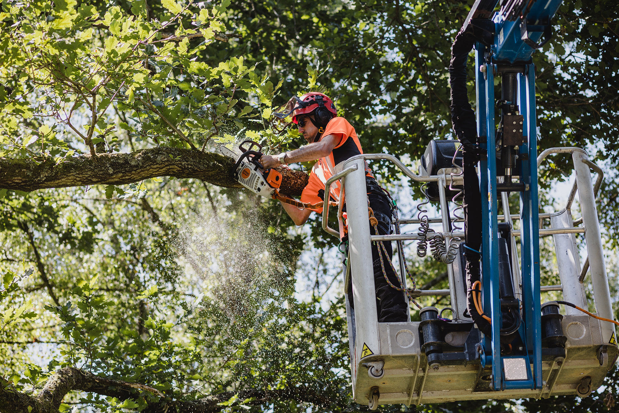 tree surgeon services