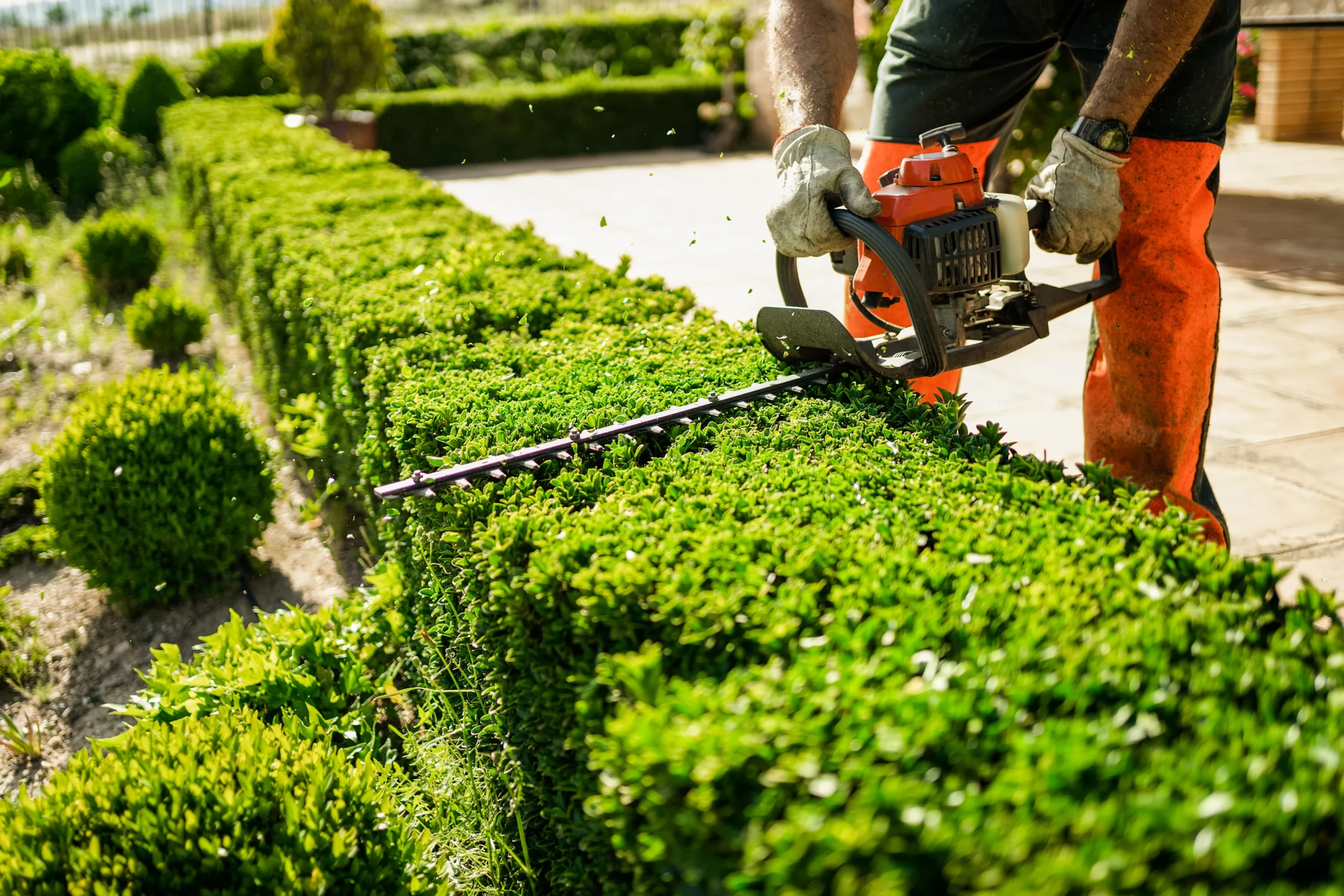 hedge trimming