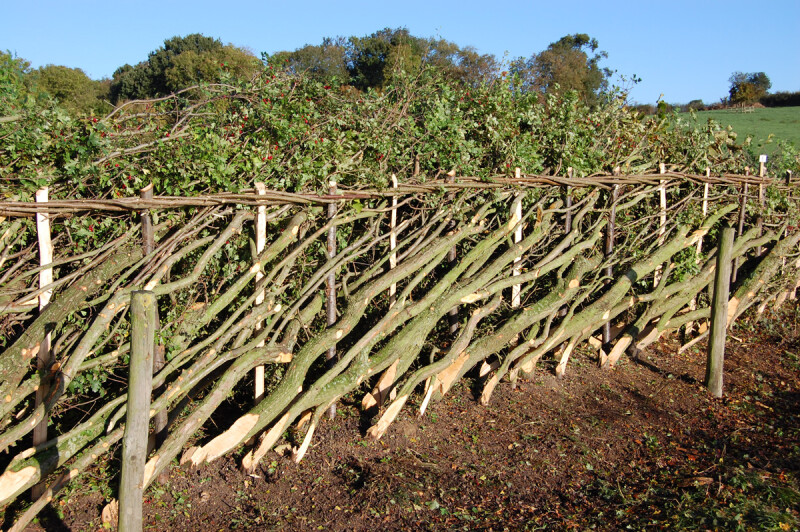 hedge laying