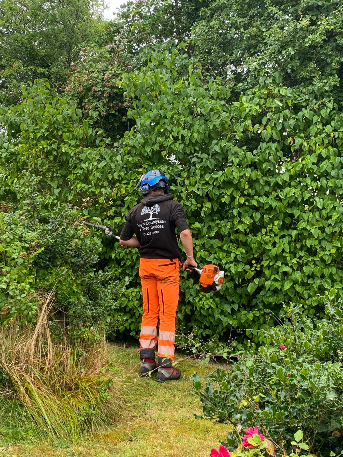 Hedge trimming service